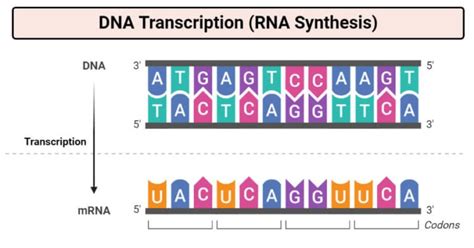 dna transcription rna synthesis article diagrams and video