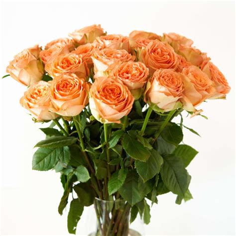 Buy Two Dozen Roses Customer Appreciation Free Shipping Rose Farmers