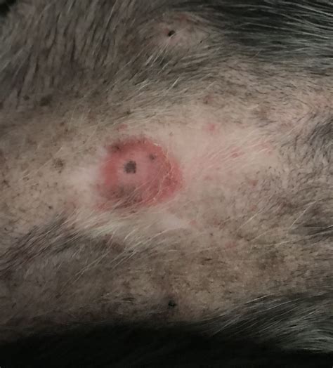 Sores On Dogs Belly