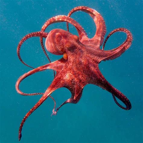 Image Result For Octopus In Real Life Beautiful Sea Creatures Ocean Creatures Octopus Pictures