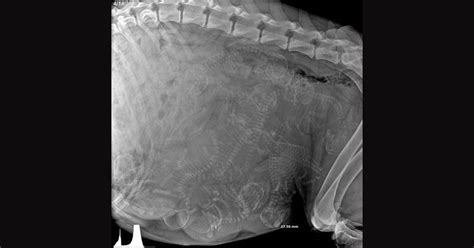 Picture Of The Day X Ray Of A Pregnant Dog Pregnant Dog X Ray Animals