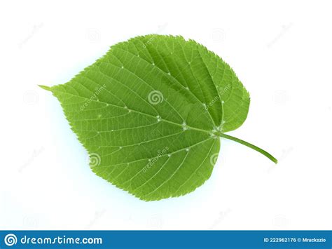 Tilia Cordata Leaf Foto De Archivo Imagen De Farmacia 222962176