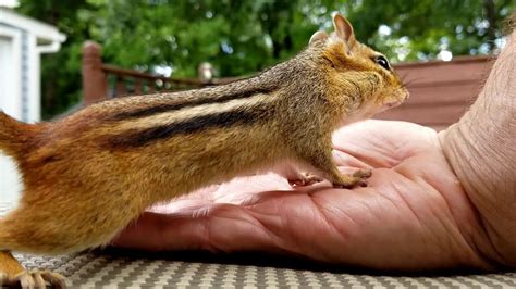 Chipmunk Collecting Almonds From My Hand Youtube