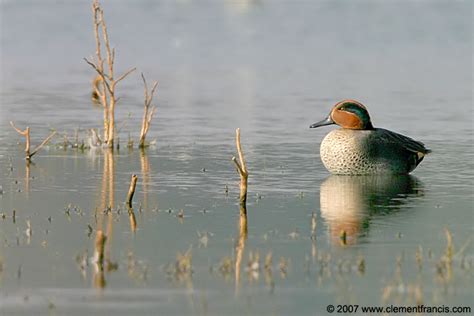 Common Teal Clement Francis Wildlife Photography