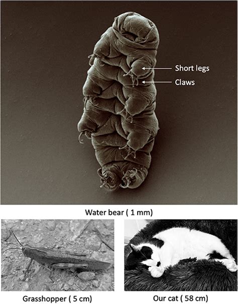 Water Bears—the Most Extreme Animals On The Planet And In Space 2022
