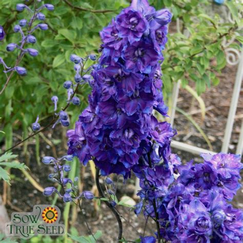 Delphinium Seeds Larkspur Giant Imperial Mix Sow True Seed