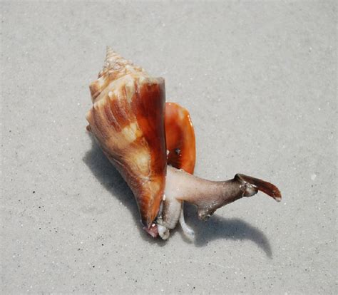 The Complete Fighting Conch Care Guide Fighting Conch