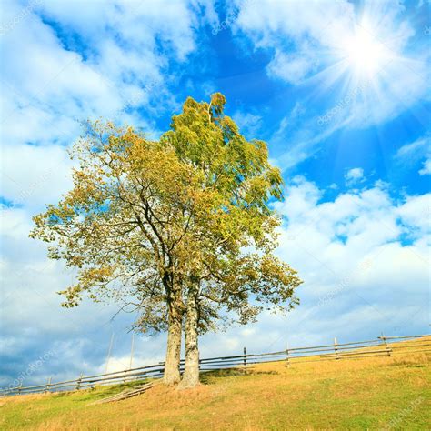 Lonely Autumn Tree On Sky Background — Stock Photo © Wildman 6256552