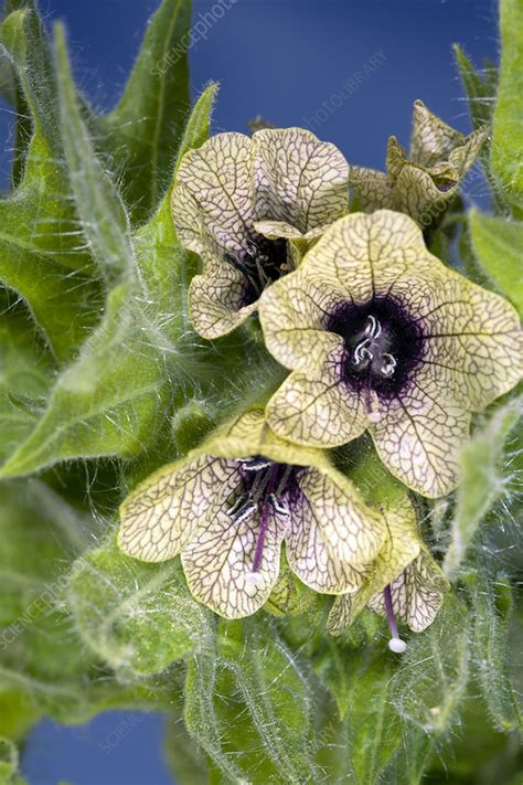 The name henbane dates at least to ad 1265. Henbane (Hyoscyamus niger) - Stock Image - B640/1723 ...