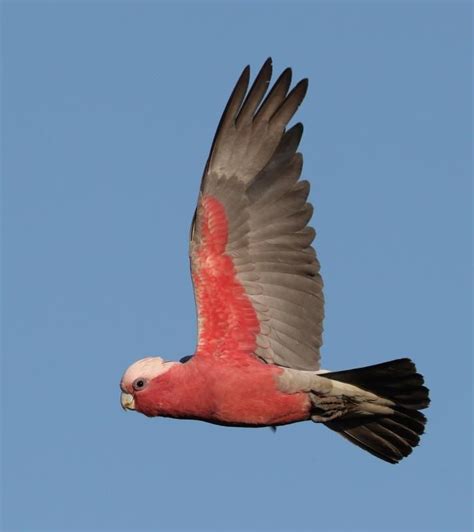 Galah In Flight Eolophus Roseicapilla Photo By Hal And Kirsten