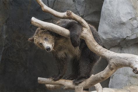 Grizzly Bear San Diego Zoo Wildlife Alliance Flickr