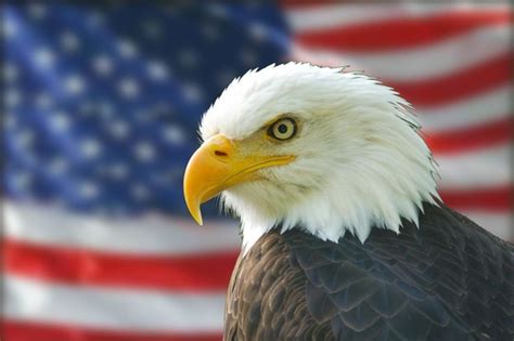 American Eagle And Flag Images Fashion Slap