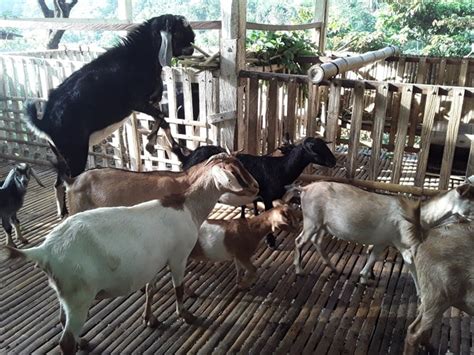 Negros Occidental Farm Raises Purebred Anglo Nubian Goats Through