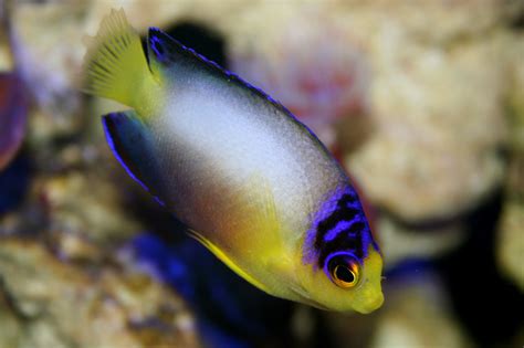 Multicolor Angelfish / Centropyge multicolor | REEF2REEF Saltwater and Reef Aquarium Forum