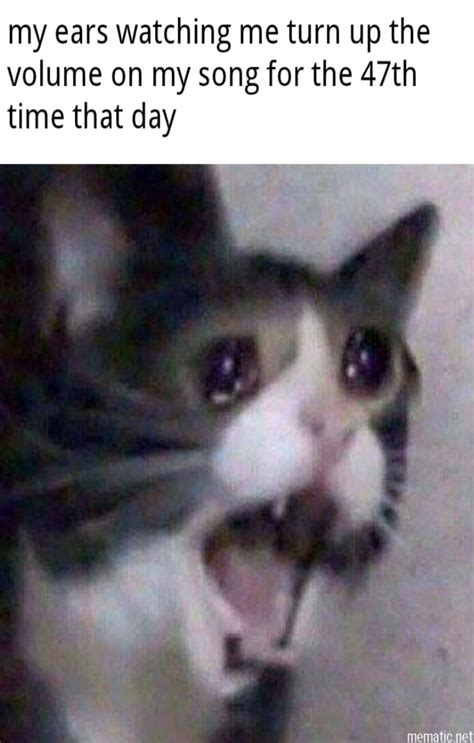 Shock Crying Cat Meme In 2020 Scream Meme Cat Memes Funny Memes