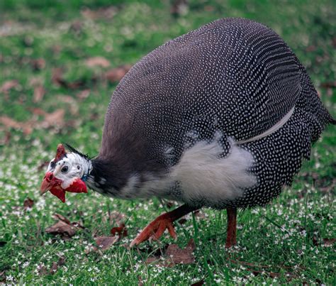 How To Raise Guinea Fowl A Low Maintenance Flock Mother Earth News