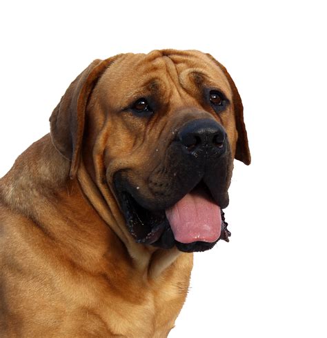Download Dog Face Png Image For Free