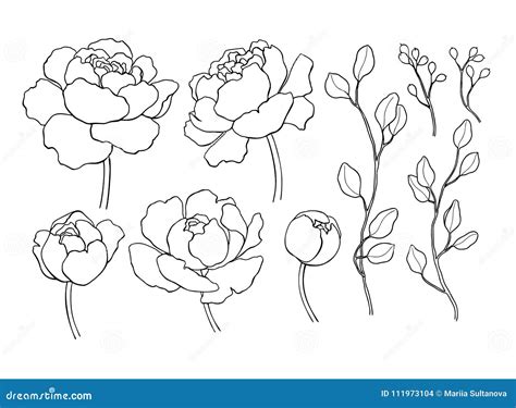 Peony Flower And Leaves Line Drawing Vector Hand Drawn Outline Stock
