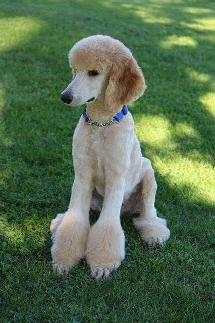 27 Traditional Poodle Haircut Rosslynshirelle