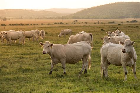 What to Look for in Pasture Seed - Industry Today