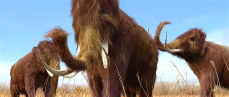 What Did The Woolly Mammoth Eat Bbc Science Focus Magazine
