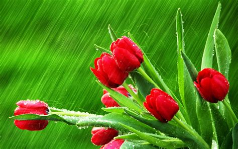 Photography Nature Plants Flowers Rain Water Drops Hd Wallpaper Rare