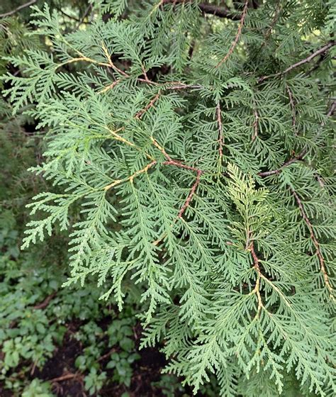 Thuja Occidentalis Trees And Shrubs Online