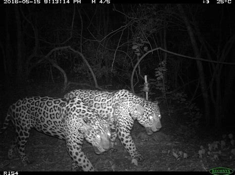 New Study Male Jaguars Form Coalitions Panthera