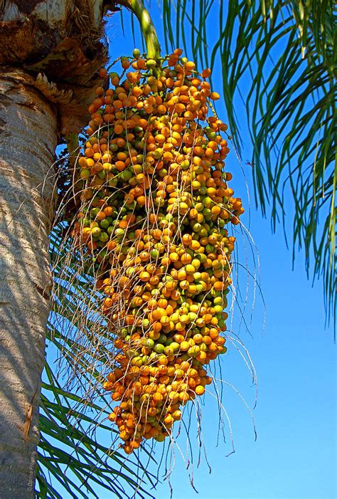 Queen Palm Fruit Ubicaciondepersonascdmxgobmx