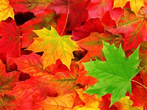 High Resolution Autumn Leaves Background Clip Art Library