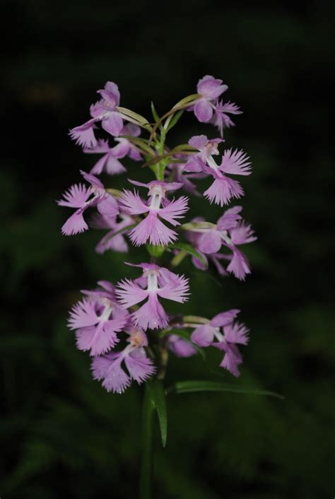 West Virginia Native Wildflowers The Big Year 2013 Orchids Galore And