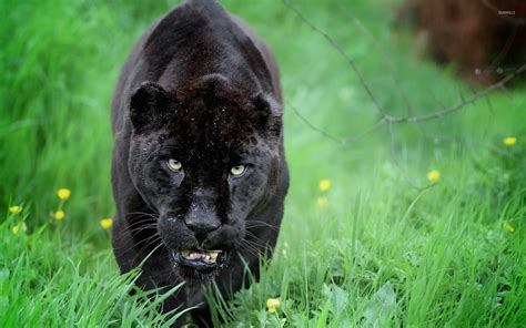 Black Panther Sneaking In The Green Grass Wallpaper Animal Wallpapers