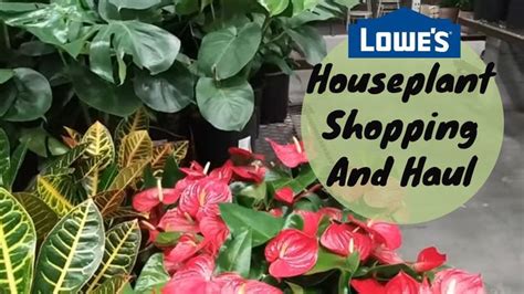 Lowes House Plant Shopping And Haul Big Box Store Plant Shopping