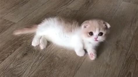 Adorable Munchkin Kitten May Just Melt Your Heart Cats Vs Cancer