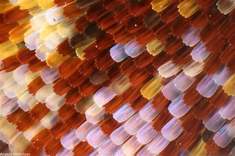 10 Average Things That Are Incredibly Beautiful Under A Microscope 12