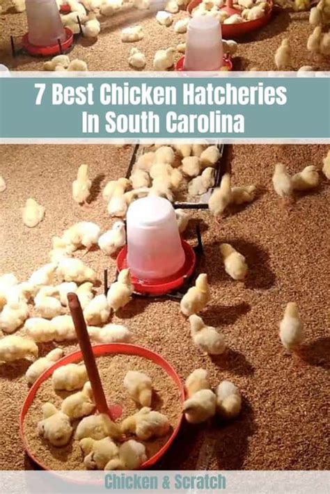 7 Best Chicken Hatcheries In South Carolina Review And Guides