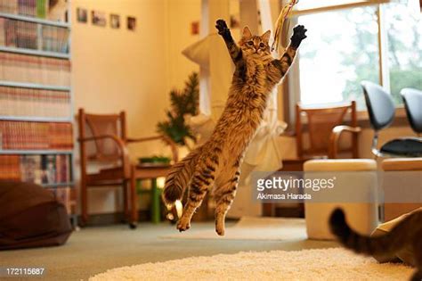Cat Jump Photos And Premium High Res Pictures Getty Images
