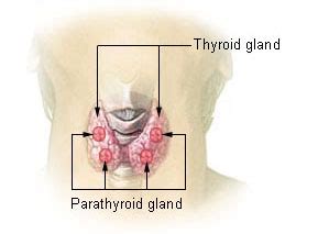Quiz Worksheet Parathyroid Gland Components Role Study Com
