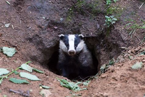 Bovine Tb Outbreaks Fall In Badger Cull Areas Vetsurgeon News