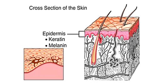 This was just one of the many facts we learned about our integumentary system. How The Skin Works Animation - Structure and Function of ...