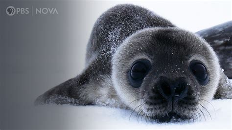 How Antarcticas Cutest Baby Seals Grow Up Antarctic Extremes