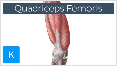 Quadriceps Femoris Muscle Origin Insertion And Function Human