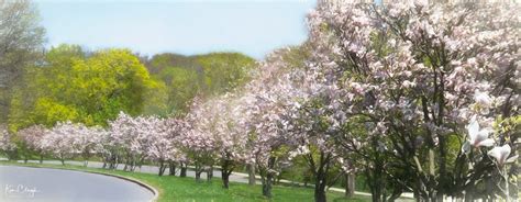 Cherry Blossom Trees In Albanys Lincoln Park By Kens