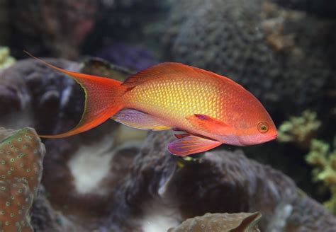 10 Jenis Ikan Hias Tercantik Di Dunia Ini Daftarnya Lingkungan Hidup