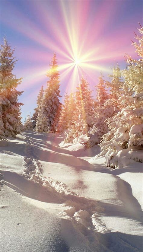 Sun snow winter pine trees nature | Winter landscape, Winter scenery, Winter pictures