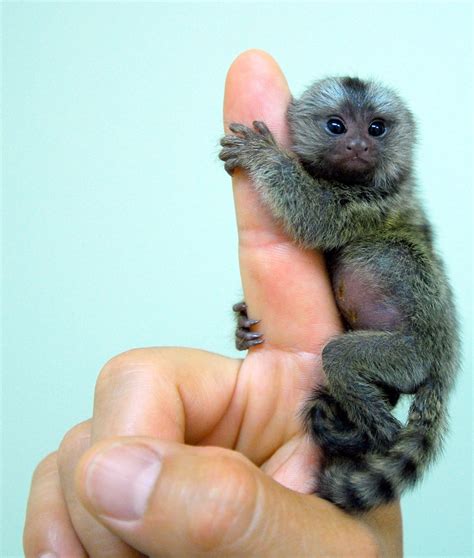 A Pygmy Marmoset Clambering Onto A Humans Finger The
