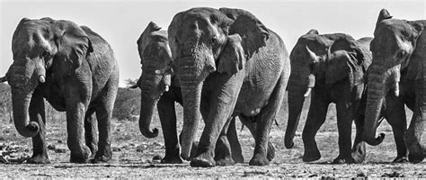 Elephant Don The Politics Of A Pachyderm Posse The Journal Of Wild
