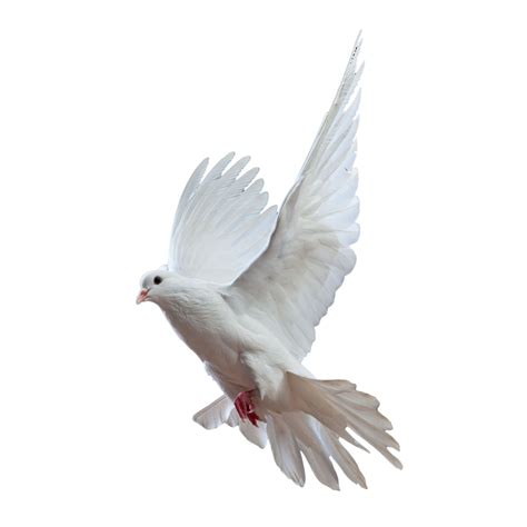 Pigeon Png Transparent Image Download Size 2500x2500px