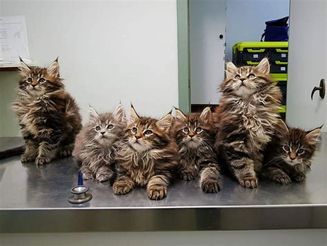 That can be true for purebred maine coons. 30 Cute Maine Coon Kittens That Are Actually Giants ...
