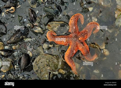 Common Starfish Or Common Sea Star Asterias Rubens Ireland Sea